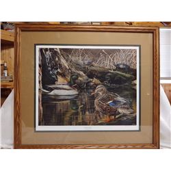 Chris Wozniak Back Water Mallard Print