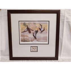 Black Duck Framed Print with 1997 Stamp