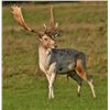 Image 1 : Trophy Fallow Deer in Romania