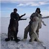 Image 1 : 7 Day Alaska Wolf and Predator Hunt