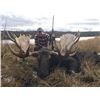 Image 2 : Yukon Moose Hunt