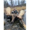 Image 3 : Yukon Moose Hunt