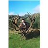 Image 2 : New Zealand Red Stag Hunt for Two Hunters