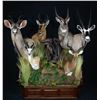 Image 1 : $1,500 Taxidermy Credit for Reflections of the Wild