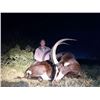 Image 1 : 7 Day Sable or Roan hunt in South Africa for One Hunter and One Observer