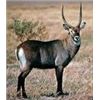 Image 1 : Bronkhorst Safaris - 10 Day African Plainsgame Hunt