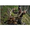 Image 1 : Fully Guided Idaho Archery Elk Hunt for Two Hunters