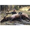 Image 2 : Fully Guided Idaho Archery Elk Hunt for Two Hunters