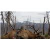 Image 3 : Fully Guided Idaho Archery Elk Hunt for Two Hunters