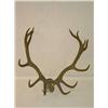 Image 1 :  ELK SKULLCAP W/ 46 RACK;