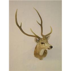  INDIAN AXIS DEER SHOULDER MOUNT W/ 22 RACK - WEA