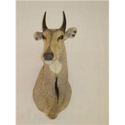  INDIAN NILGAI SHOULDER MOUNT W/ 7 HORNS - WEAR &