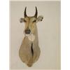 Image 1 :  INDIAN NILGAI SHOULDER MOUNT W/ 7 HORNS - WEAR &