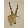 Image 1 :  EAST AFRICAN LESSER ELAND SHOULDER MOUNT W/ 25 H