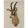 Image 1 :  EAST AFRICAN ROAN ANTELOPE SHOULDER MOUNT - WEAR