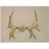 Image 1 :  SHIRAS MOOSE SKULL CAP W/ 34 RACK - SOME POINTS 