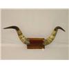 Image 1 :  TEXAS LONG HORN STEER HORNS-44 WIDE;