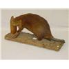 Image 1 :  FULL BODIED MOUNTED BEAVER ON A BARKED WOODEN BA