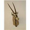 Image 1 :  EAST AFRICAN FRINGE EARED ORYX ANTELOPE SHOULDER