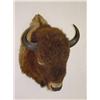 Image 1 :  AMERICAN BISON SHOULDER MOUNT W/ 12 HORNS - WEAR