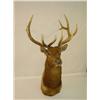 Image 1 :  AMERICAN ELK (WAPITI) SHOULDER MOUNT W/ 39 RACK 