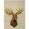 Image 1 :  ALASKAN MOOSE SHOULDER MOUNT W/ 59 RACK - WEAR &