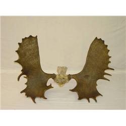  MOOSE SKULL CAP W/ 45 RACK;