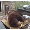 Image 2 : ONTARIO - 5 DAY BLACK BEAR HUNT AND FISHING COMBO FOR 1 HUNTER
