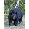 Image 3 : ONTARIO - 5 DAY BLACK BEAR HUNT AND FISHING COMBO FOR 1 HUNTER