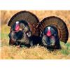 Image 1 : SE MICHIGAN - THREE DAY GUIDED TURKEY HUNT FOR ONE HUNTER