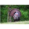 Image 2 : SE MICHIGAN - THREE DAY GUIDED TURKEY HUNT FOR ONE HUNTER