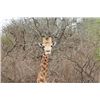 Image 2 : SOUTH AFRICA - SIX DAY GUIDED PHOTOGRAPHIC SAFARI FOR 2 PEOPLE