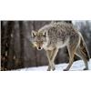 Image 1 : SE MICHIGAN – GUIDED COYOTE HUNT FOR TWO HUNTERS: