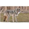 Image 2 : SE MICHIGAN – GUIDED COYOTE HUNT FOR TWO HUNTERS: