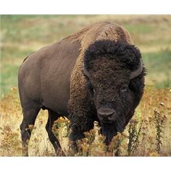 MICHIGAN - 1 DAY BUFFALO BULL HUNT FOR ONE HUNTER