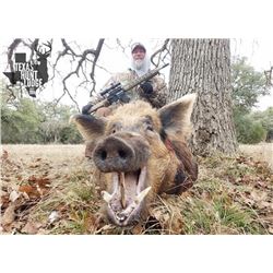 TEXAS - 2 DAY WILD BOAR HUNT FOR 4 HUNTERS