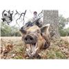 Image 1 : TEXAS - 2 DAY WILD BOAR HUNT FOR 4 HUNTERS