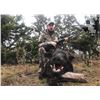 Image 2 : TEXAS - 2 DAY WILD BOAR HUNT FOR 4 HUNTERS