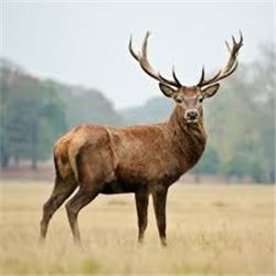 SPAIN - RED STAG, FALLOW DEER, MOUFLON SHEEP OR ROE DEER HUNT