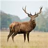 Image 1 : SPAIN - RED STAG, FALLOW DEER, MOUFLON SHEEP OR ROE DEER HUNT