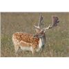 Image 2 : SPAIN - RED STAG, FALLOW DEER, MOUFLON SHEEP OR ROE DEER HUNT