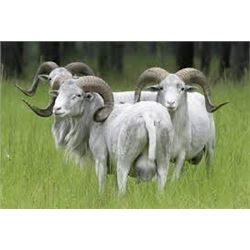 ARGENTINA - SEVEN DAY SAFARI HUNT FOR 2 HUNTERS