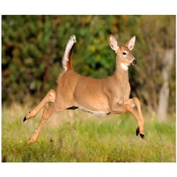 MICHIGAN - 4 DAY DOE DEER HUNT FOR 1 YOUNG HUNTER & 1 PARENT