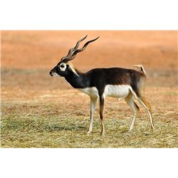 TEXAS - 3 DAY/2 NIGHT BLACK BUCK HUNT FOR 1 HUNTER & 1 NON-HUNTER