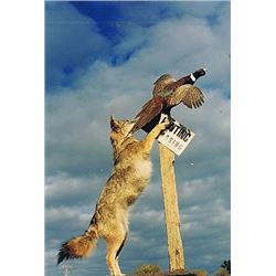 $1000 GIFT CERTIFICATE FOR TAXIDERMY WORK