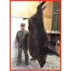 FLORIDA – 1.5 DAY WILD BOAR HUNT WITH BAY DOGS FOR 4 HUNTERS