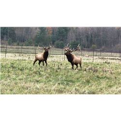 MICHIGAN - 2 NIGHT DELUXE SUITE ELK VIEWING RIDE & DINNER EVENT FOR 2: