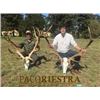 Image 3 : ARGENTINA - FIVE DAY BIG GAME HUNT FOR ONE HUNTER