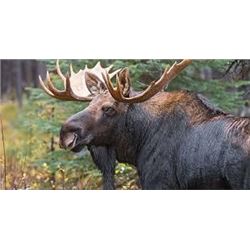 SASKATCHEWAN – 7 DAY/8 NIGHT GUIDED MOOSE HUNT FOR ONE HUNTER