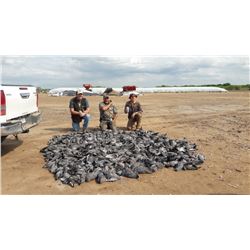 Argentina Eared Dove Hunt for 6 Hunters - $13,000